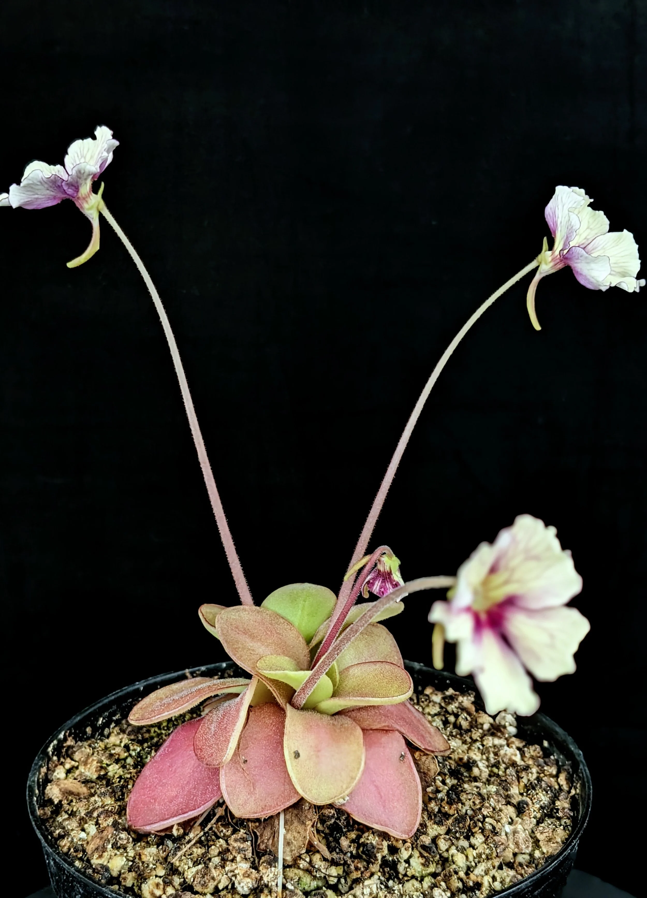 【食虫植物】(子株つき)Pinguicula 'Razzberry Blonde Pinguicula 'Razzberry Blonde' for Sale | Carnivorous
